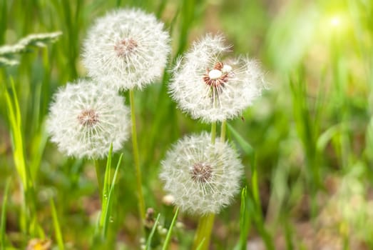 Dandelion under sun rays against a background of green blured lawn