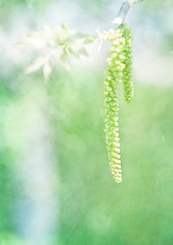 Spring bud. Composition of nature.