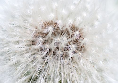 Extreme macro shot of fluffy dandelion seeds