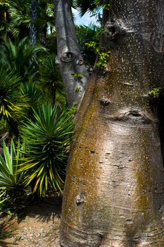 Trunks Bottle Trees on the Background of Tropical Palm Trees. Nong Nooch Tropical Botanical Garden.