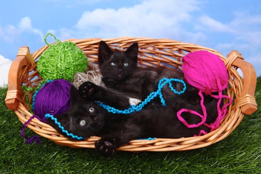 Cute Playful Kittens in a Basket of Yarn