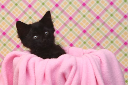 Sweet Kitten on a Pink Soft Background