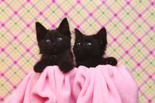 Two Cute Black Kittens on Pink Pretty Background