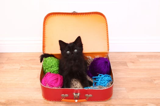 Adorable Kitten in a Case Filled with Yarn