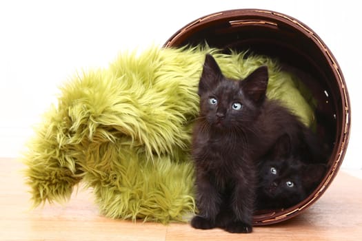 Adorable Kittens Inside a Basket on White