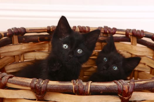 Adorable Kittens Inside a Basket on White