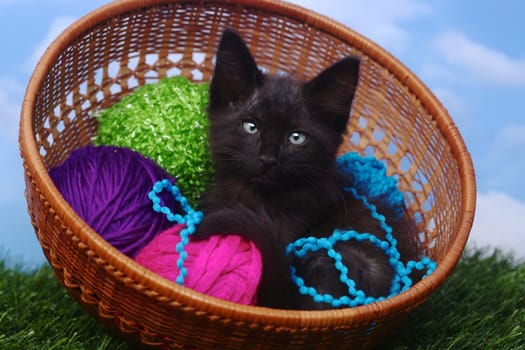 Adorable Kitten in a Case Filled with Yarn 