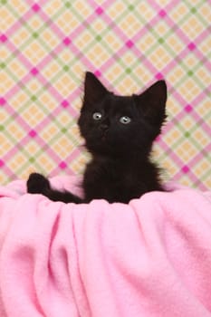 Sweet Kitten on a Pink Soft Background