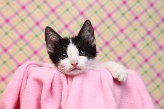 Sweet Kitten on a Pink Soft Background