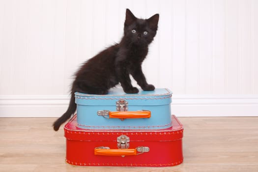 Curious Black Kitten Sitting Atop Luggage on White