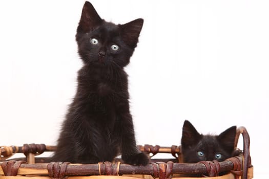 Adorable Kittens Inside a Basket on White