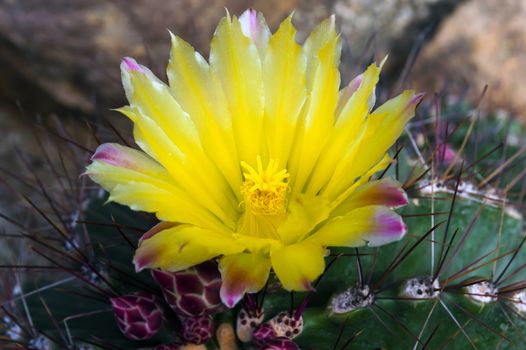 Flower of Echinocactus. Nong Nooch Tropical Botanical Garden.