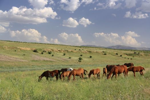 horse eating grass on field before going their cage