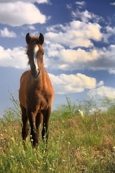 foal staying on field under blue sky 