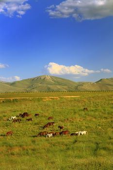 horse eating grass on field before going their cage