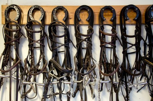 Accessories for equestrian sports.