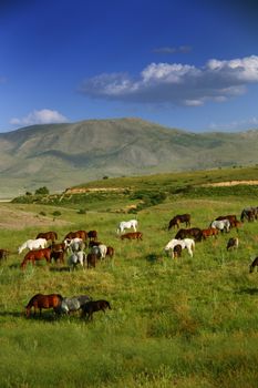 horse eating grass on field before going their cage