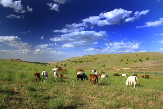 horse eating grass on field before going their cage