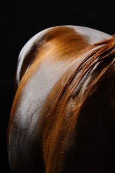 portrait of horse back with hair