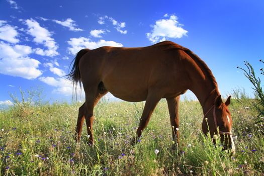 horse eating grass on field before going their cage