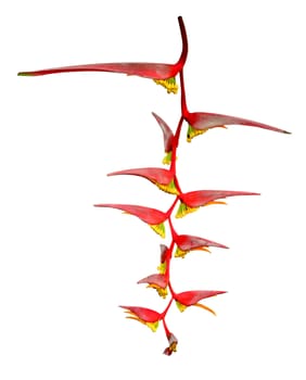 Heliconia flower isolated