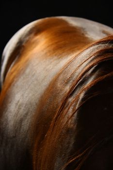 portrait of horse back with hair