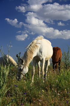 horse eating grass on field before going their cage