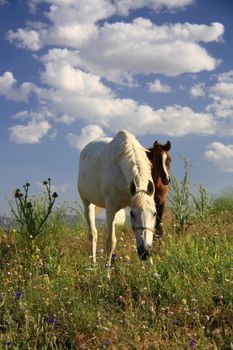 horse helping foal for eating grass and feeding it