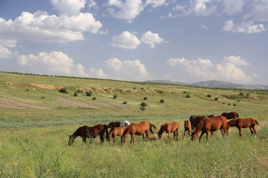 horse eating grass on field before going their cage