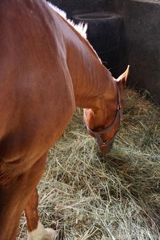 horse eating grass in his cage 