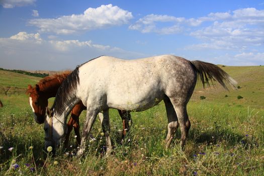 horse helping foal for eating grass and feeding it