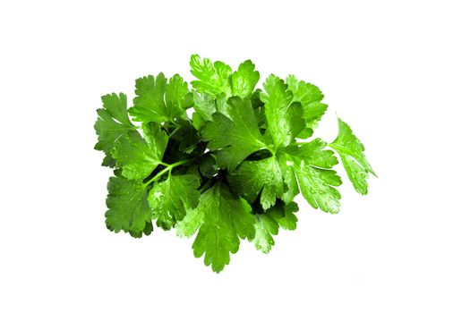 Parsley twigs isolated on white background.