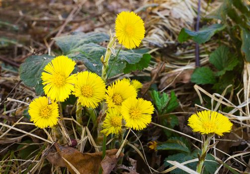 A few yellow flowers Coltsfoot in spring