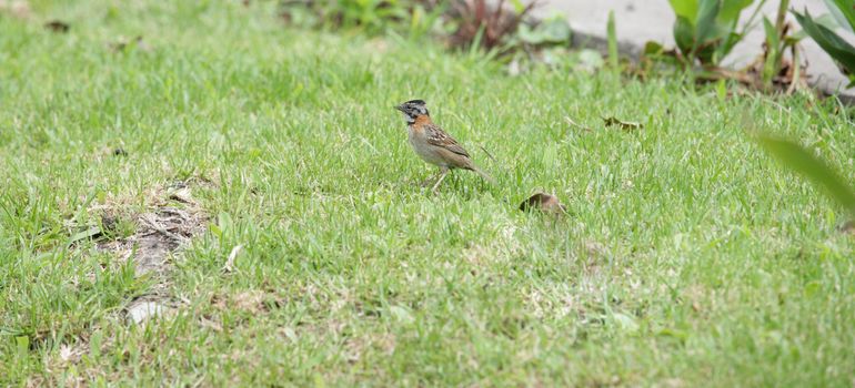 Rufous-collared Sparrow (Zonotrichia capensis)