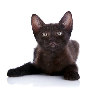 Black small kitten. Kitten on a white background. Small predator.