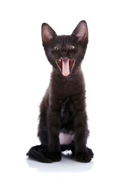 Black small kitten. Kitten on a white background. Small predator. The black gone nuts kitten.