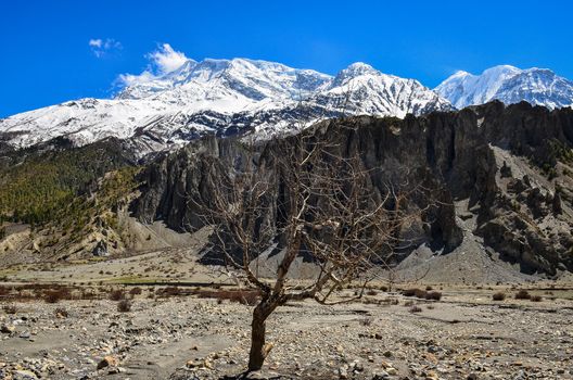 Dry tree and Himalayas mountain range background, Nepal