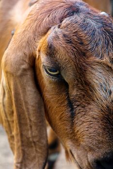 close up image of goat face