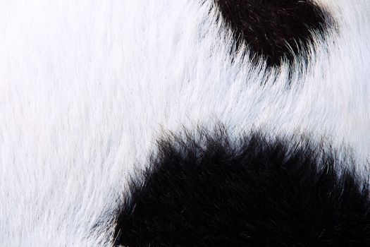 close up of boer goat wool background