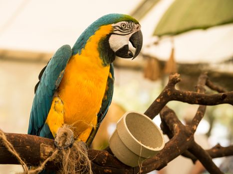 Beutiful blue and gold macaw parrot