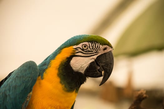 Beutiful blue and gold macaw parrot