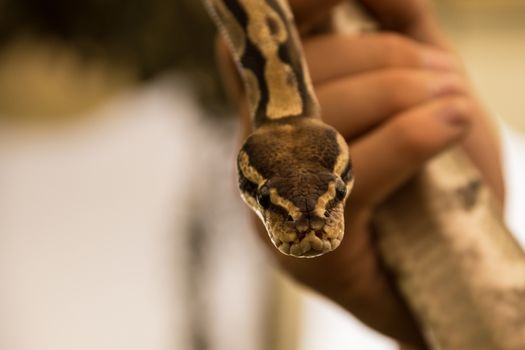 Close up view of pinstripe python