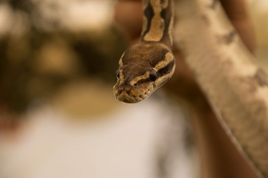 Close up view of pinstripe python
