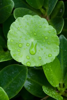 Closeup of green leaf with water drops