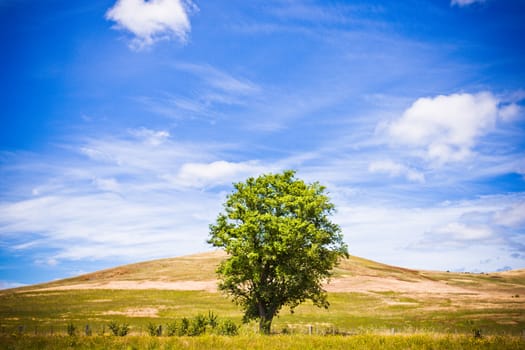Lone green tree in a beautiful summer landscape of gently rolling hills under a cloudy blue sky