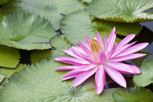Blossom Lotus Flower