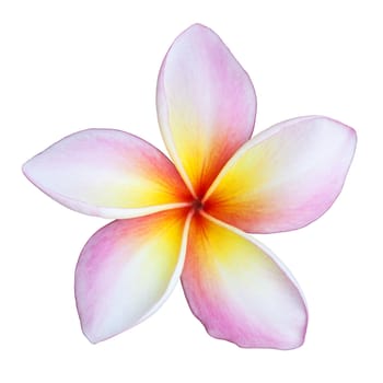 Frangipani flower isolated on white