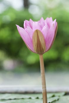 A pink lotus flower