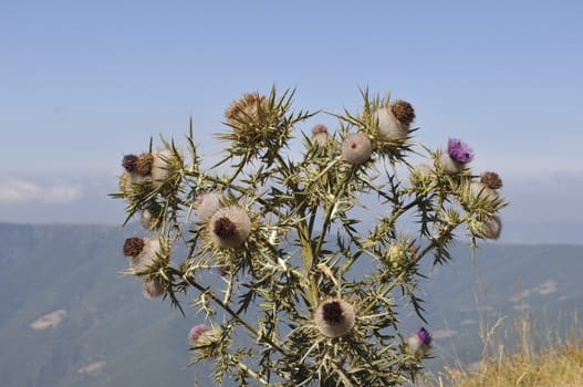 thistle bloom with lilac petals