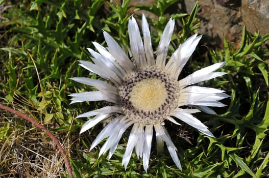 large flower with many petals